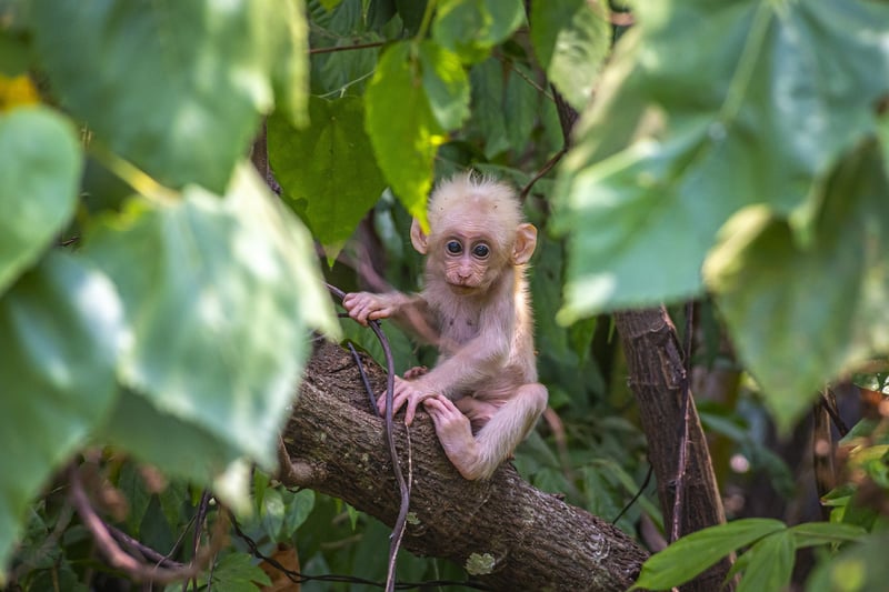 Rainforest Adventure